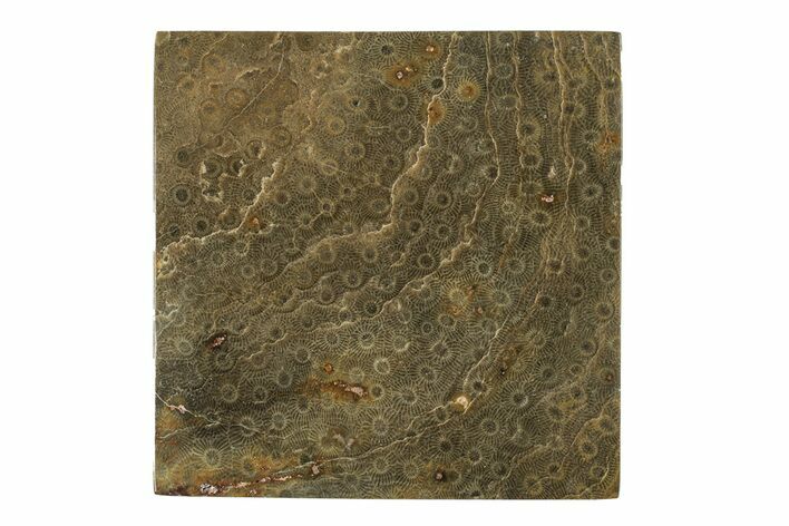 Polished Fossil Rugose Coral Slab - Morocco #276205